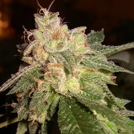 OG Kush – 5ks feminizovaná semínka Dinafem