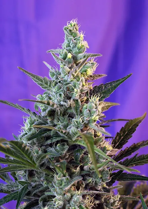Sweet Skunk Auto – 10 ks samonakvétací semena Sweet Seeds