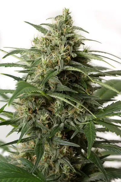 Moby Dick XXL Auto - fem. a samonakvétací semínka 10ks Dinafem