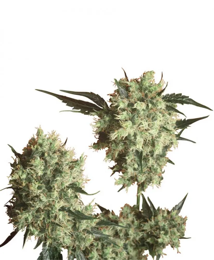 Marley´s Collie - semínka 10 ks standardizovaná Sensi Seeds