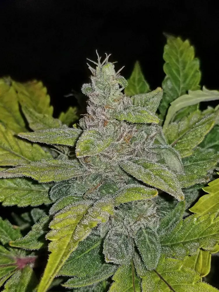 CBD 1:1 Auto Feminizovaná Semena (dříve Crack CBD Auto) 5