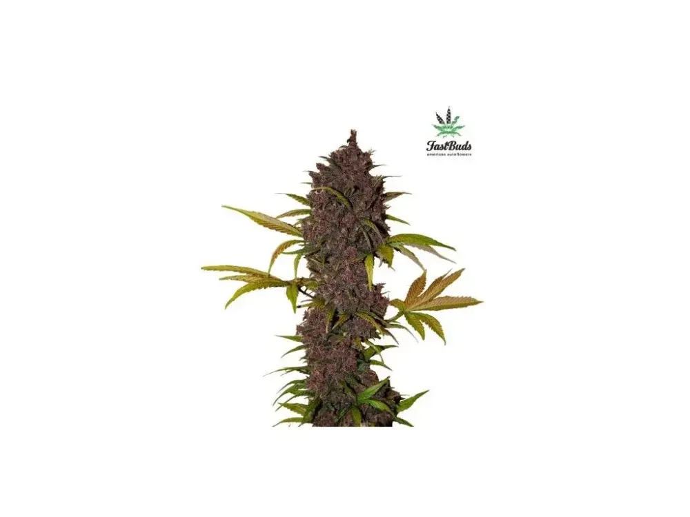 LSD 25 Auto Feminizovaná Semena 1