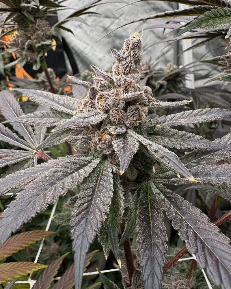 Solfire Gardens Gasserole feminizovaná semena, 6 ks