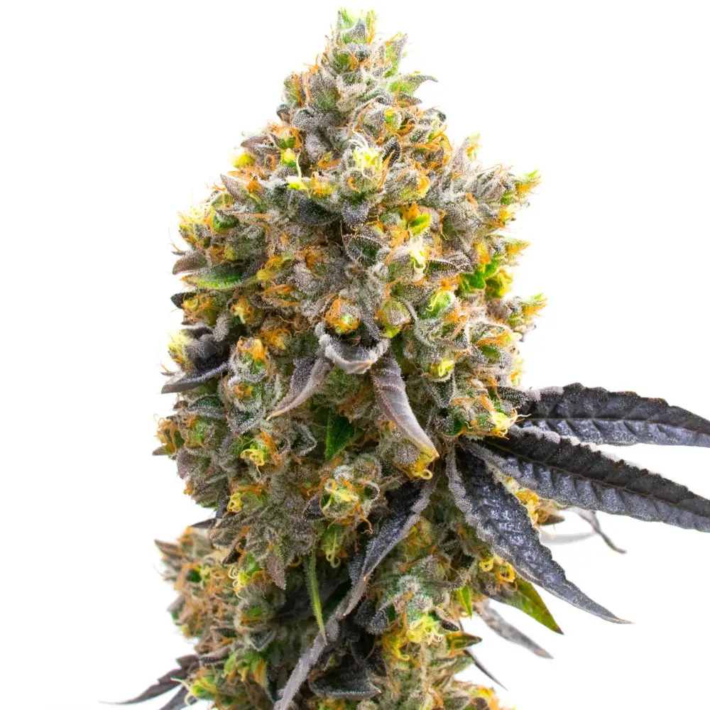 Blimburn Seeds Sweet Island feminizovaná semena