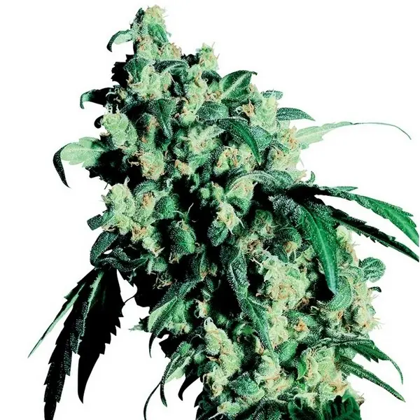 Super Skunk - feminizovaná semínka 10 ks Sensi Seeds