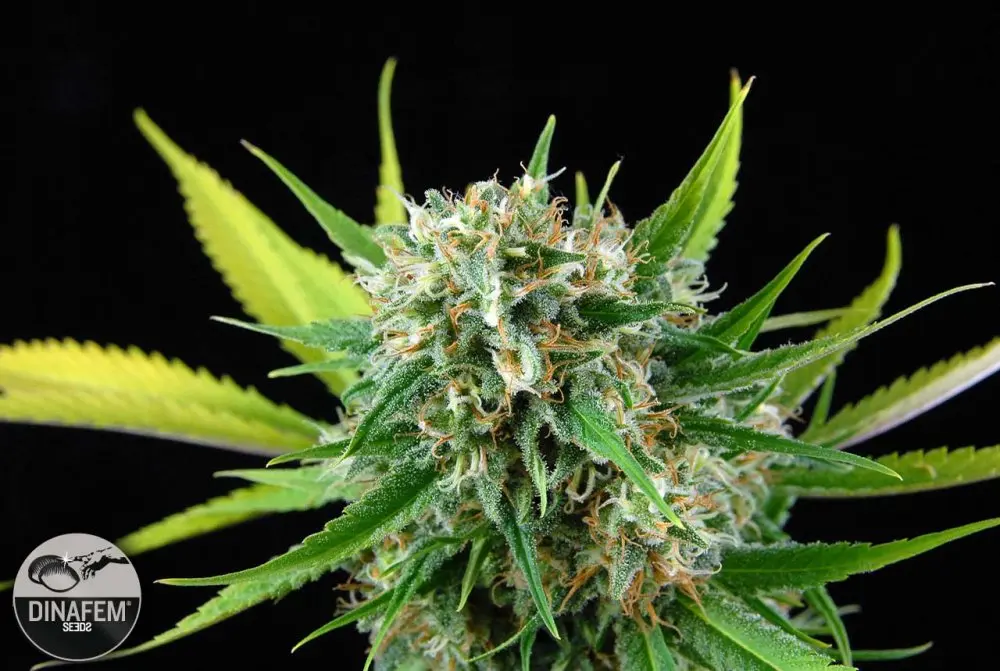 Royal Haze - 3 ks feminizovaná semínka Dinafem