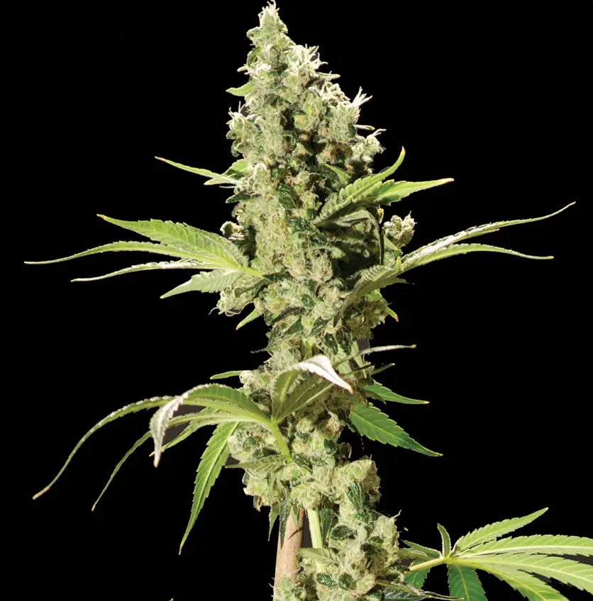 Sour Diesel - 5 feminizovaných semen The Bulldog