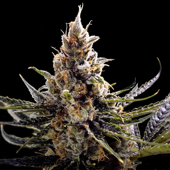 24k Gold - 3 ks feminizovaných semínek DNA Genetics