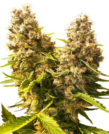 Banana Kush Cake Automatic - autoflowering semínka 5 ks Sensi Seeds