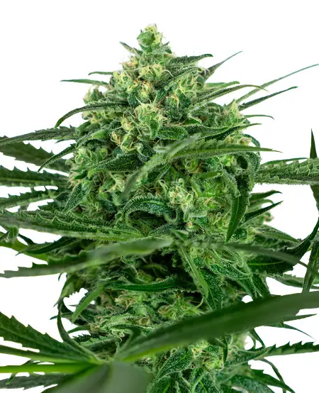 Sensi Amnesia - feminizovaná semínka konopí 3 ks, Sensi Seeds