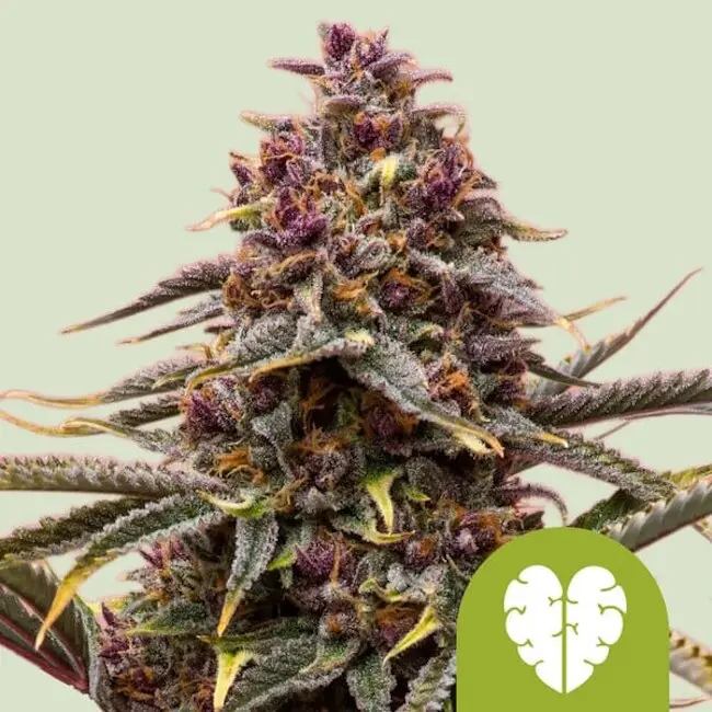 Pink Mist Auto Feminizovaná Semena 3