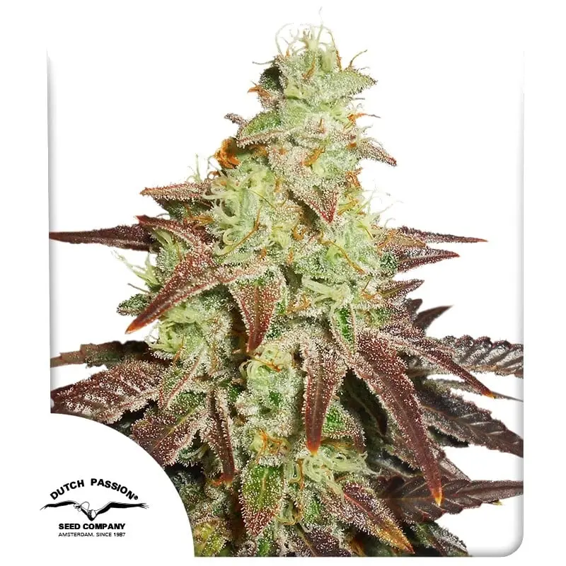 Night Queen Auto Feminizovaná Semínka - 3