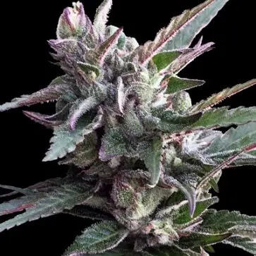 Ace Seeds Thai Chi feminizovaná semena
