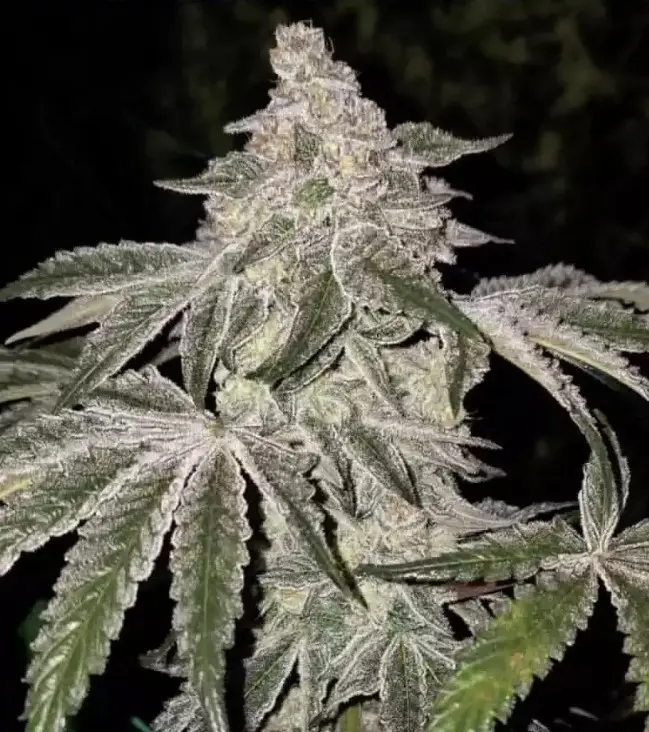 Ethos Genetics Atomic Leisure R1 feminizovaná semena