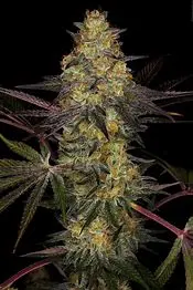 Paradise Seeds El Dorado OG feminizovaná semena