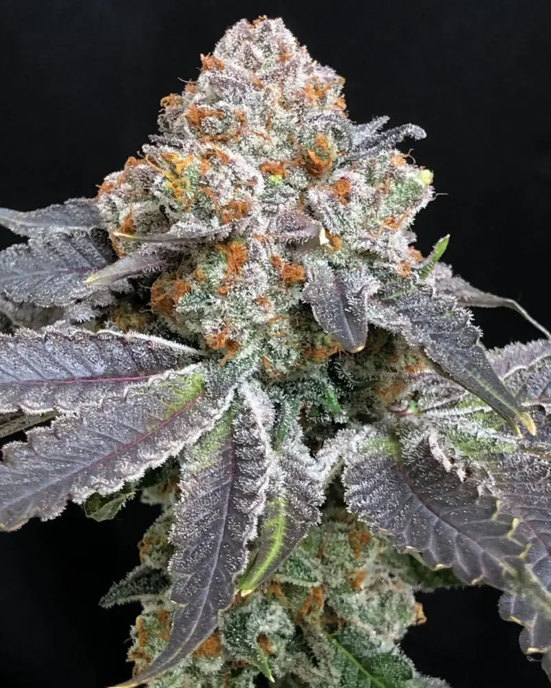 Symbiotic Genetics Rated R feminizovaná semena