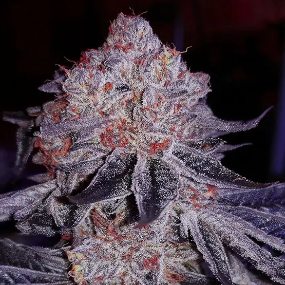 Ethos Genetics Cherry Gar-see-ya R1 feminizovaná semena