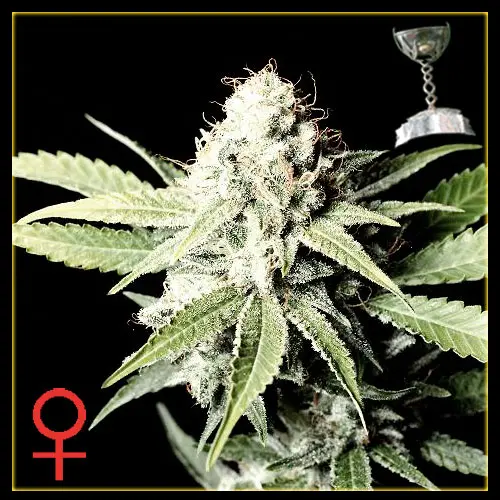 Great White Shark  - semínka 5 ks (Indoor), feminizovaná semínka Green House Seeds