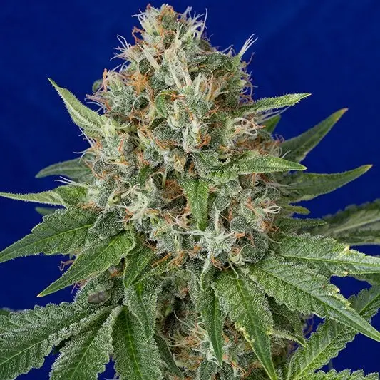 OG Kush - feminizovaná semínka 3ks Humboldt