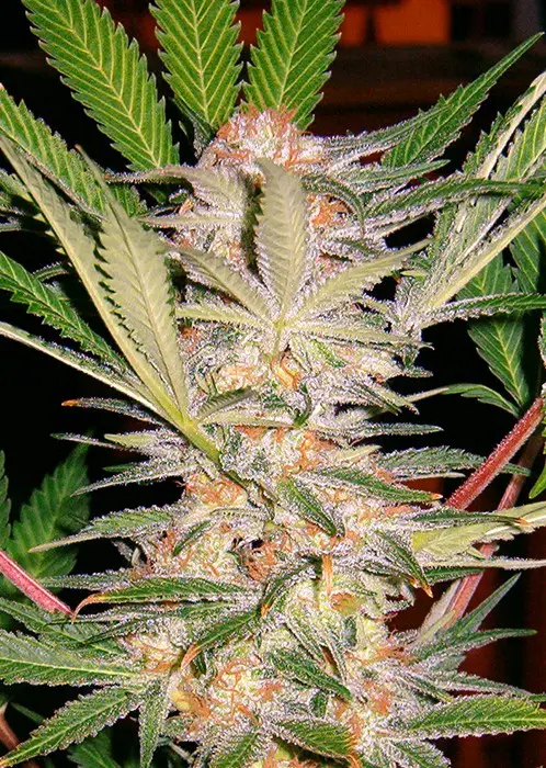 S.A.D. Fast Version - feminizovaná semena 5 ks Sweet Seeds