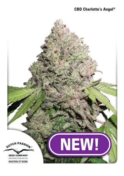 CBD Charlotte’s Angel® - feminizovaná semínka 3 ks Dutch Passion