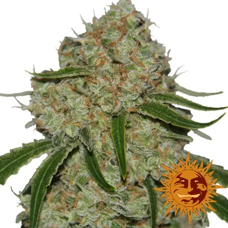 Phantom OG  – feminizovaná semena 10 ks Barney´s Farm