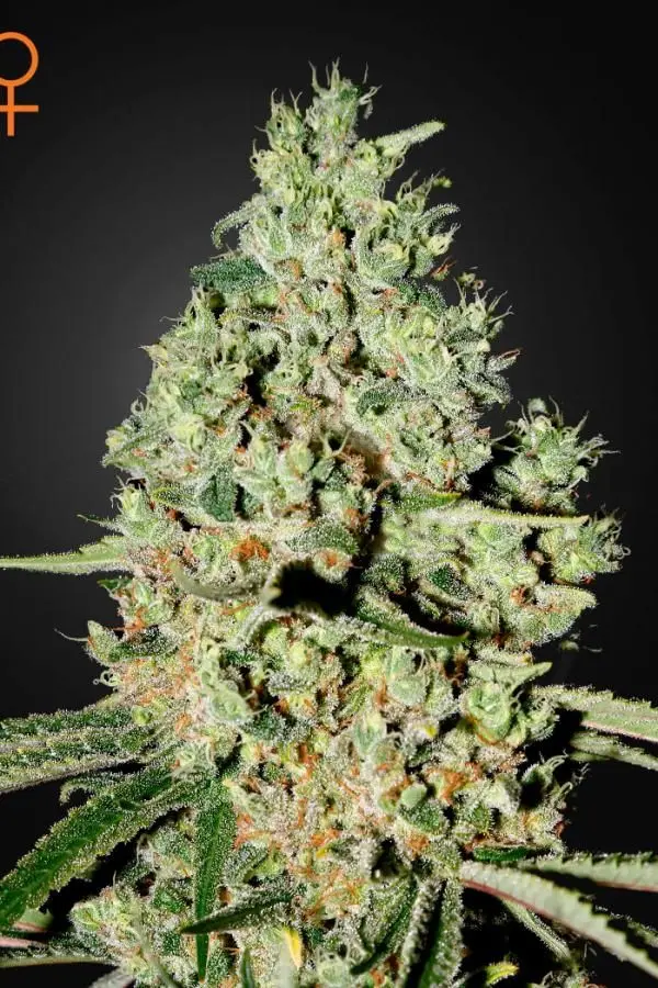 Super Critical - 5 ks feminizovaná semínka Green House Seeds