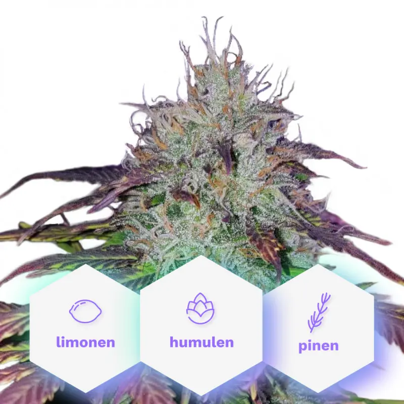 CBD Blueberry (1:16) - feminizovaná semínka 3 ks Cannapio