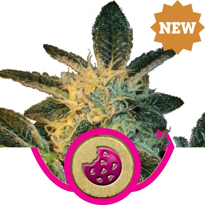 Royal AK feminizované semínka 10 ks Royal Queen Seeds