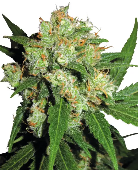 Sensi Skunk - feminizovaná semínka konopí 5 ks, Sensi Seeds