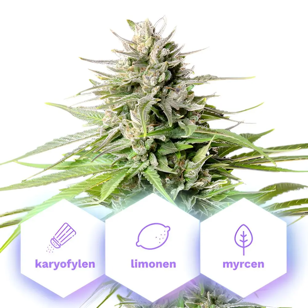 Blue Cheese - feminizovaná semena konopí, 5 ks, Cannapio