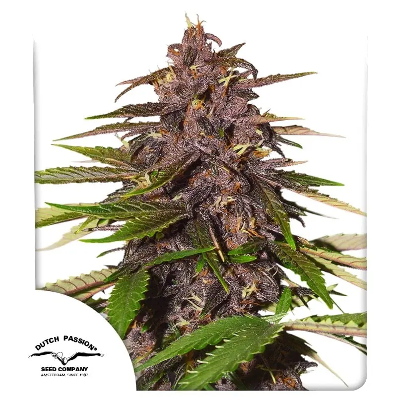 Forbidden Cherry Auto Feminizovaná Semínka - 3