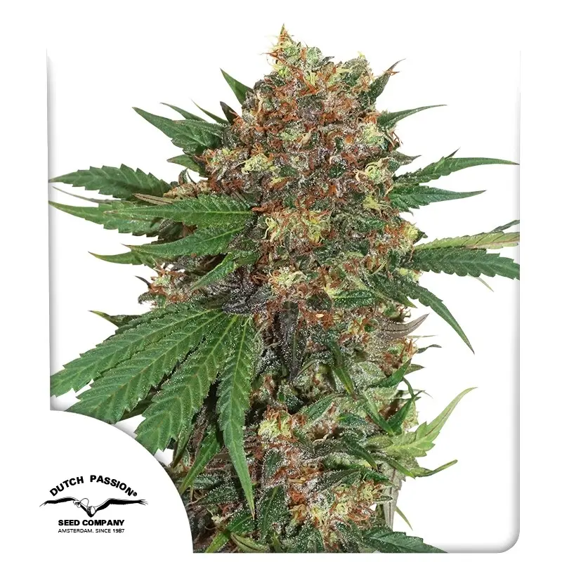 Master Kush Feminizovaná Semínka - 5