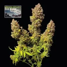 Northern Lights Auto Feminizovaná Semínka - 1