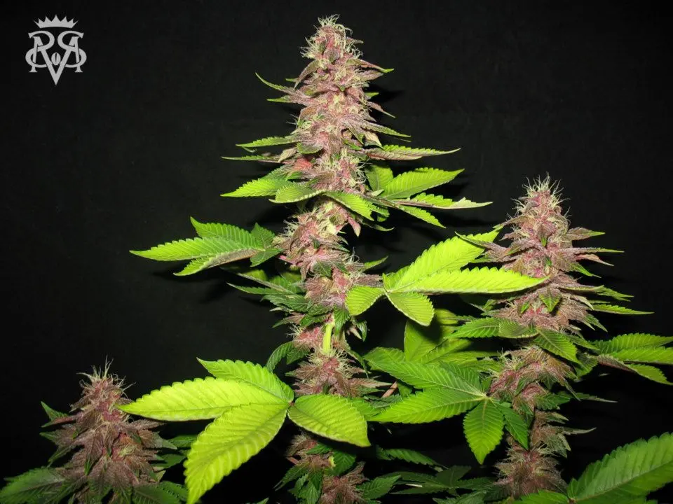 SickMeds Seeds Bizarre regulérní semena