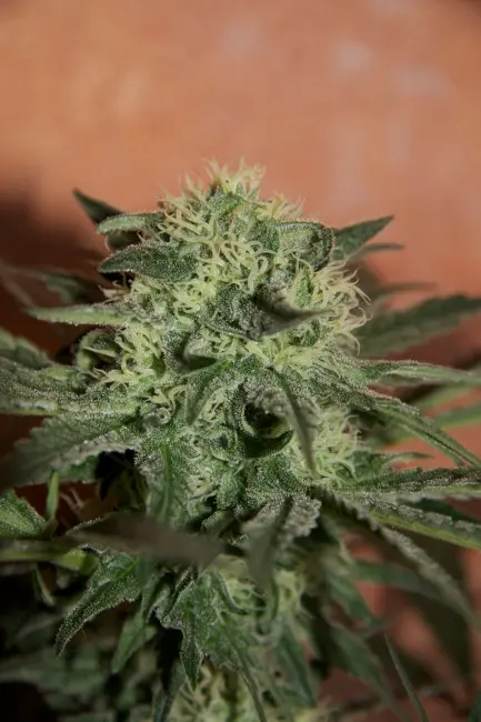 Trainwreck Auto feminizovaná semena