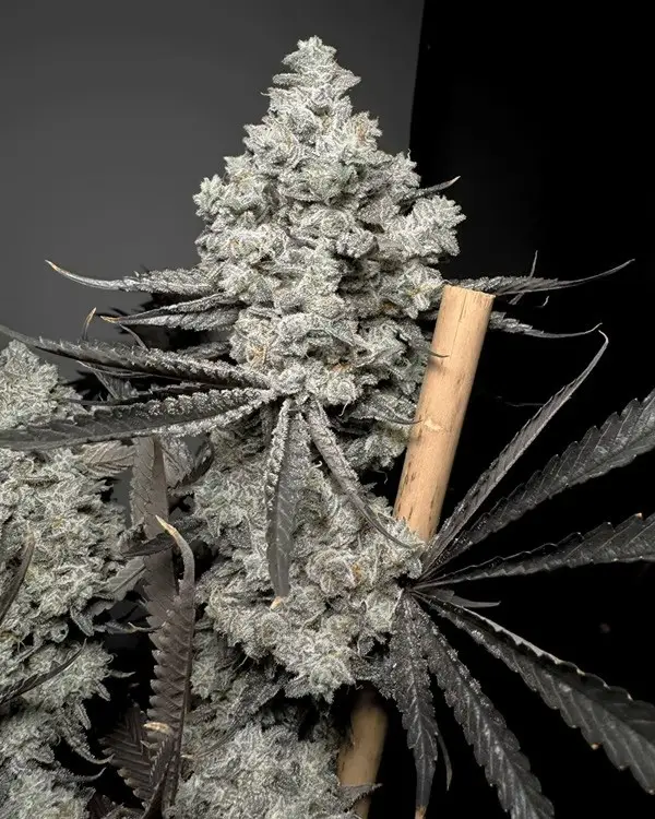 Solfire Gardens Barf Breath feminizovaná semena