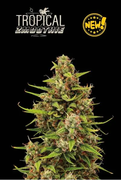 Seedstockers Tropical Zmoothie Auto samonakvétací semena