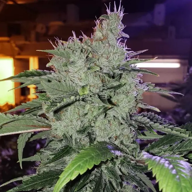 Ethos Genetics Chem Funk R1 feminizovaná semena