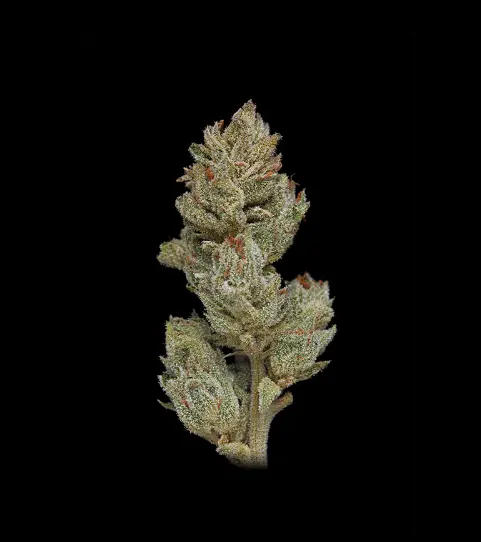 Humboldt Seed Company Magic Melon Auto samonakvétací feminizovaná semena