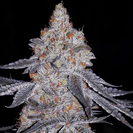 Ethos Genetics Banana Daddy R1 feminizovaná semena