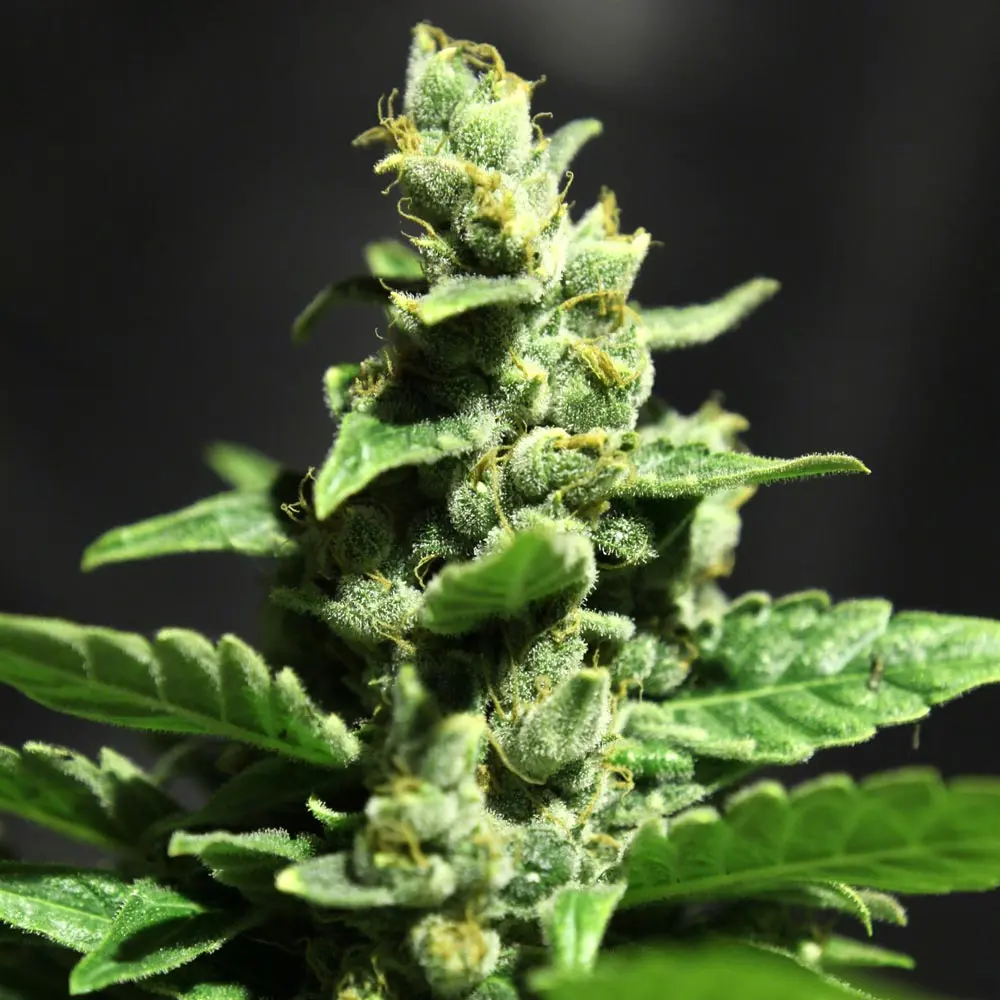Green O Matic - semínka 5 ks feminizovaná semínka Green House Seeds
