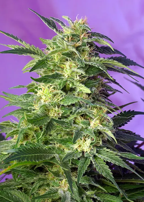 Killer Kush Auto - 10 ks samonakvétacích semínek Sweet Seeds