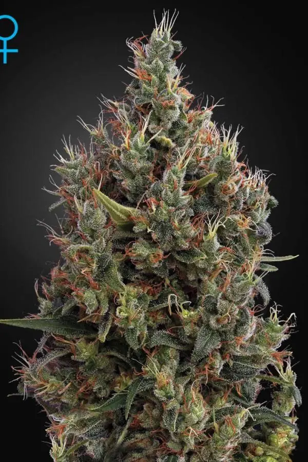 Big Bang Autoflowering - samonakvétací semínka 5 ks Green House Seeds