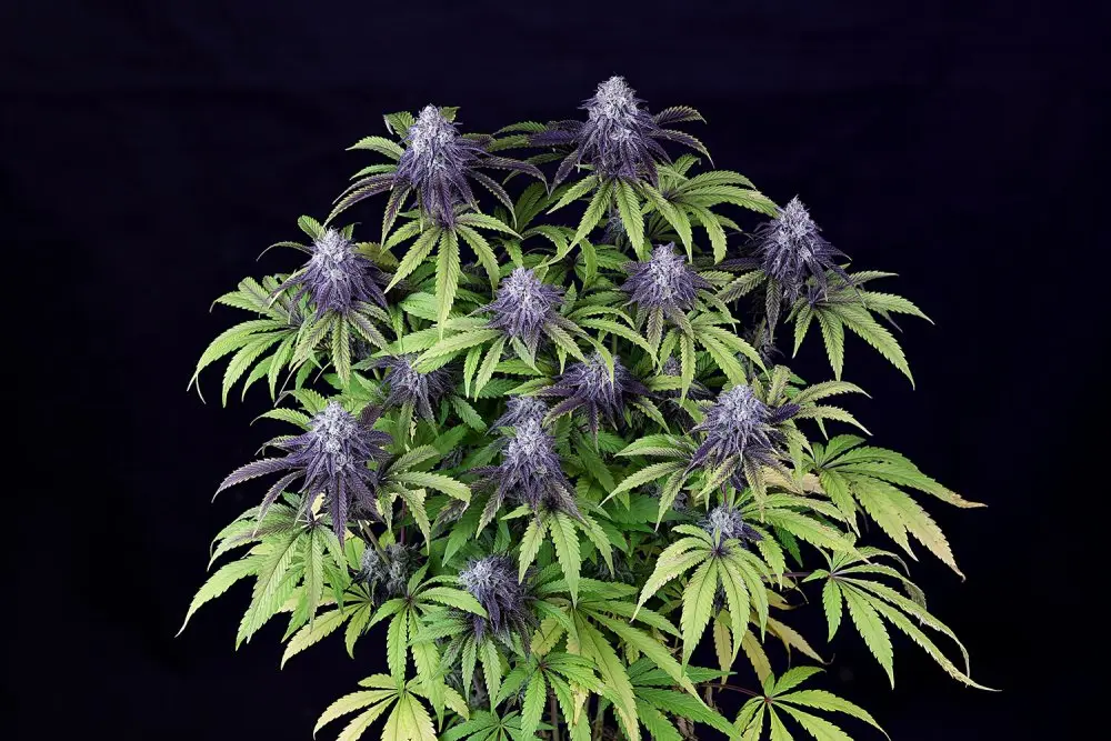 Seedsman Peyote Wi-Fi CBD 2:1 feminizovaná semena