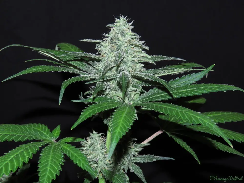 Ripper Seeds Sideral feminizovaná semena