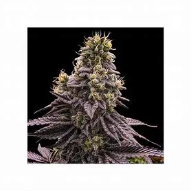 Ripper Seeds Zombie Bride feminizovaná semena