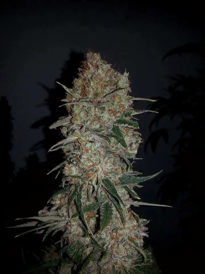 Ripper Seeds Black Valley feminizovaná semena