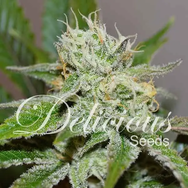 Delicious Seeds Original Juan Herer feminizovaná semena