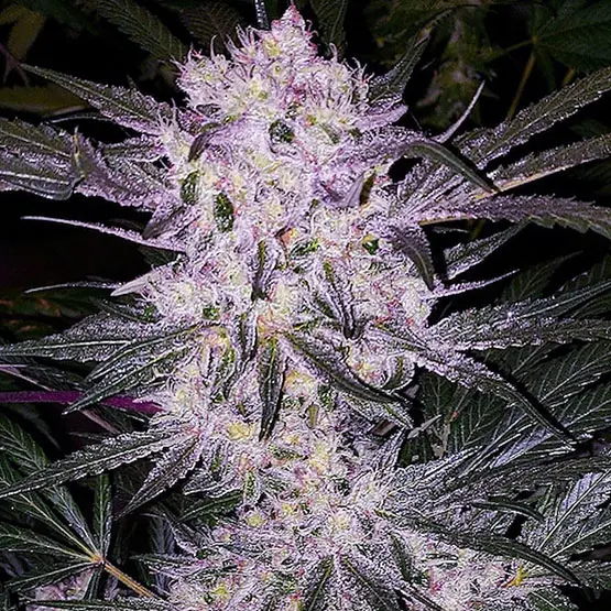 Ethos Genetics Lilac Cookies Bx2 regulérní semena